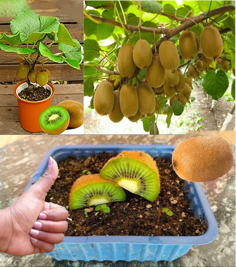 How to grow a young kiwi tree in a pot