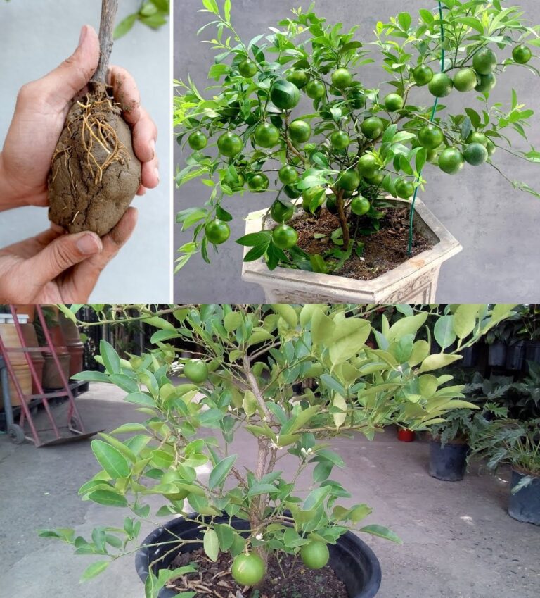 With just one spoonful of this ingredient the lemon tree will bloom endlessly