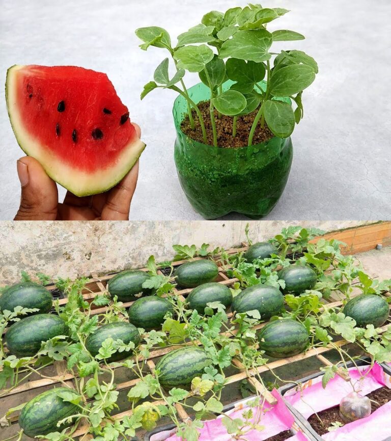 How to Grow Watermelons in Pots