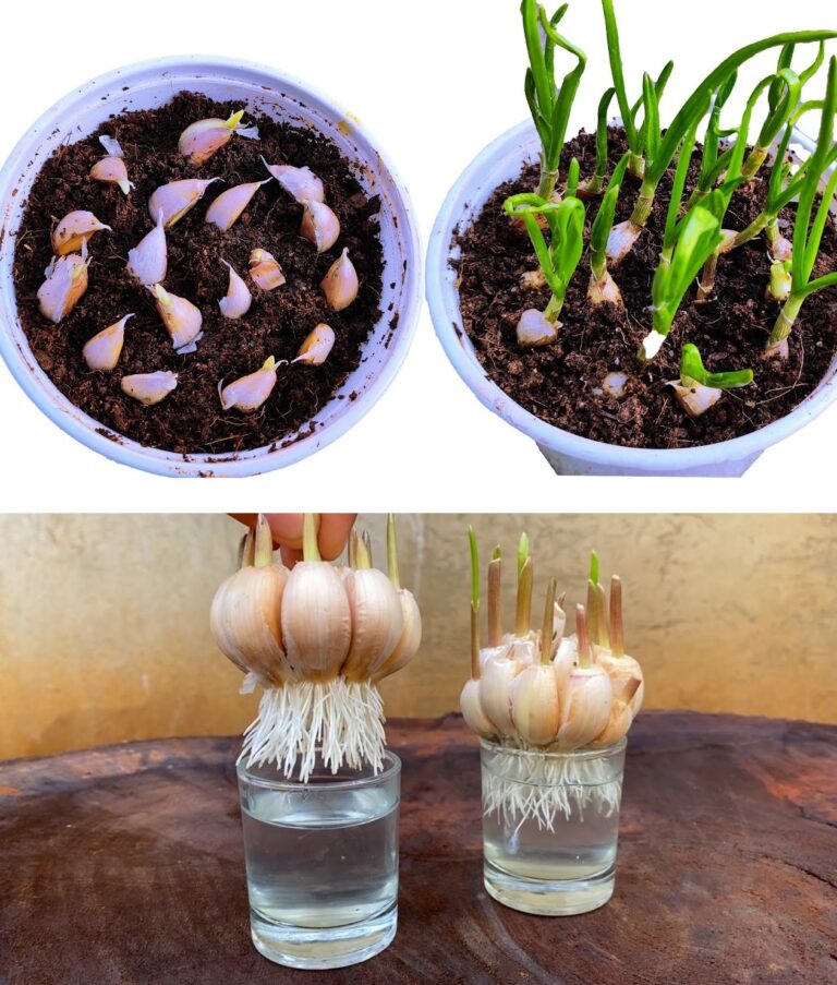 How to grow garlic in water to have an endless supply