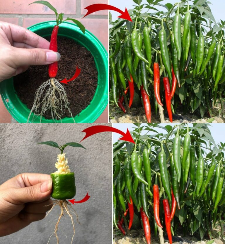 Chili pepper in pots, how to grow them following these useful tips