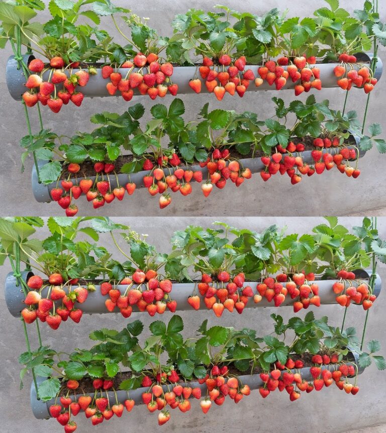 10 useful tips from the expert to grow healthy strawberries in the garden