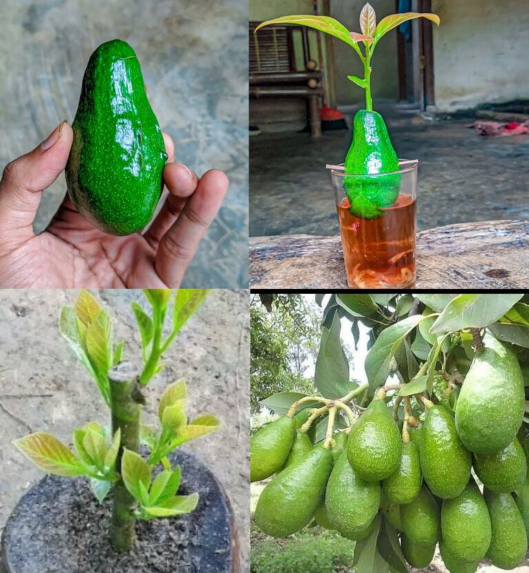 Learn how to grow avocados in pots so you never have to buy them again