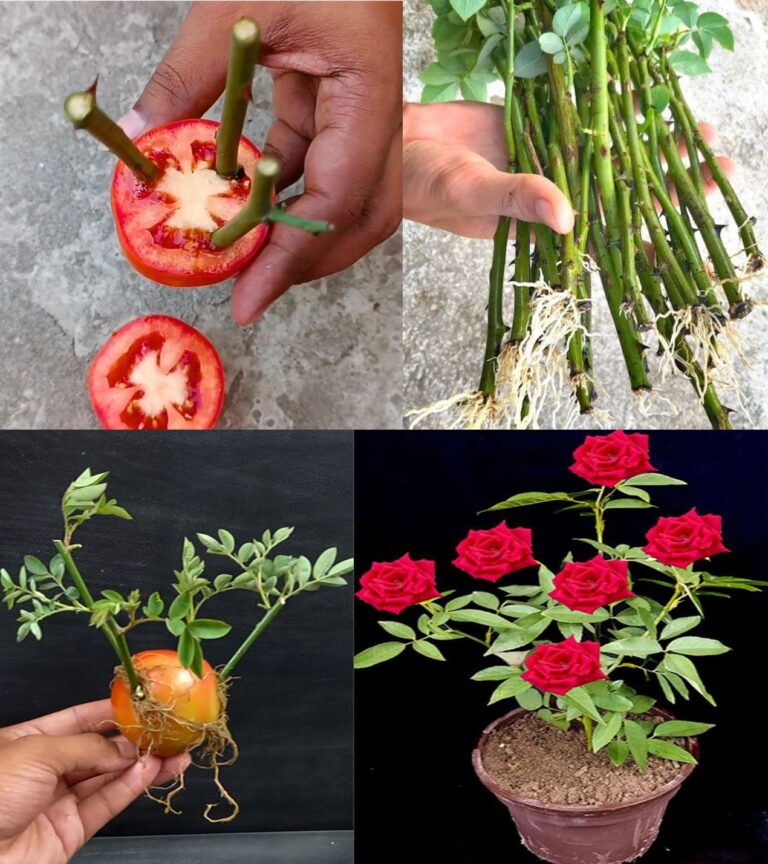 Plant a rose in a tomato slice and wait a few minutes – amazing