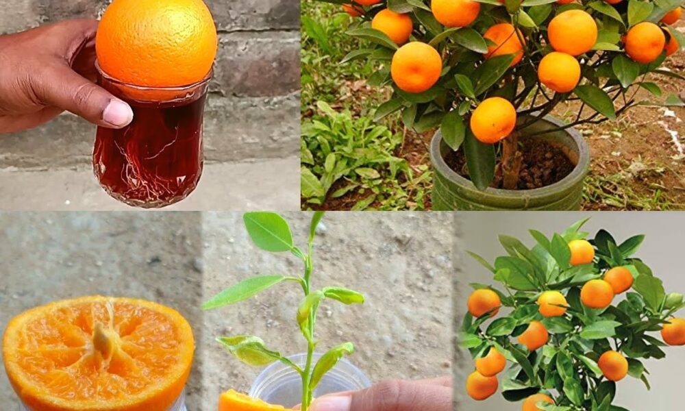 How to Grow an Orange Tree from Seeds