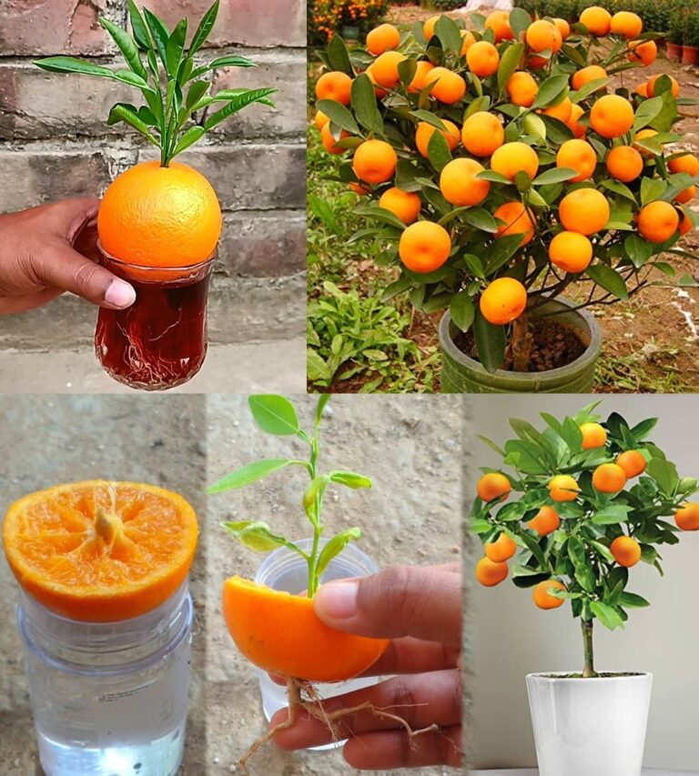 How to Grow an Orange Tree from Seeds