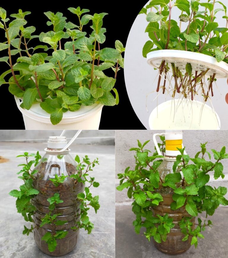 Mint plant: how to care for it and make it grow
