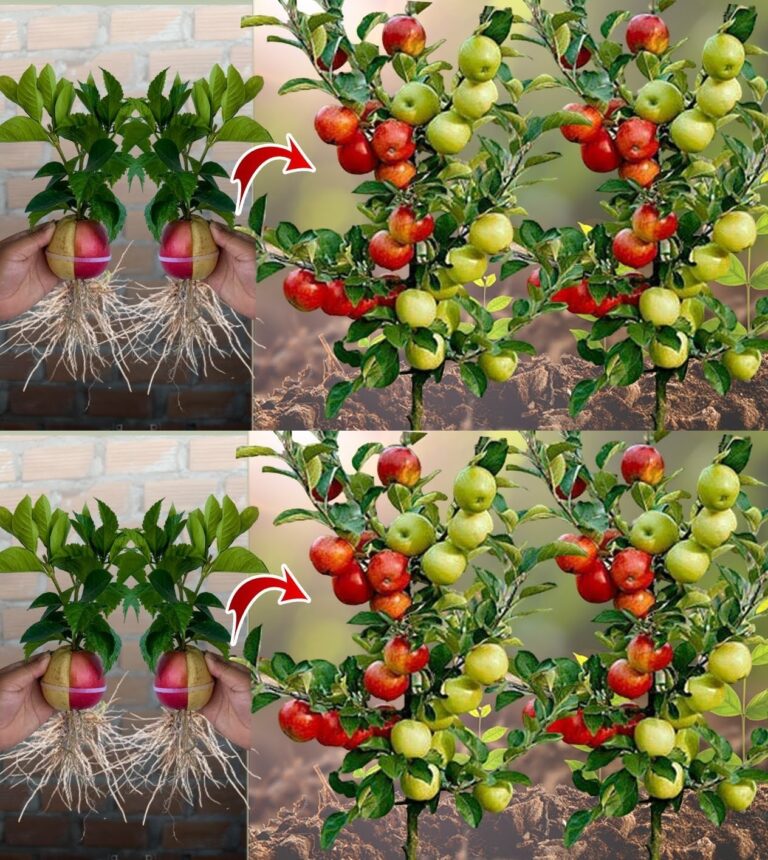 How to grow an apple tree starting from a seed, and obtain a plant full of fruit