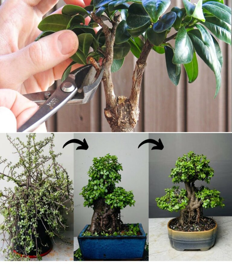 Ficus Bonsai at home, loves this location: if you leave it here it will live forever
