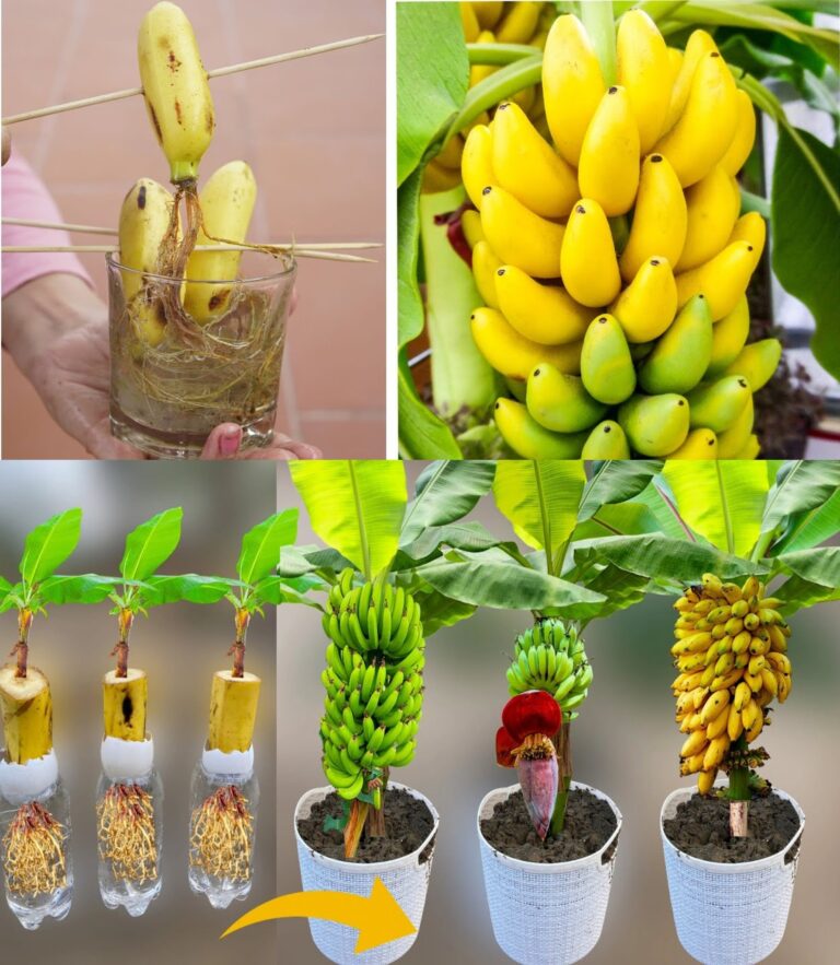 Stick nails in a banana, amazing what happens in just 10 minutes