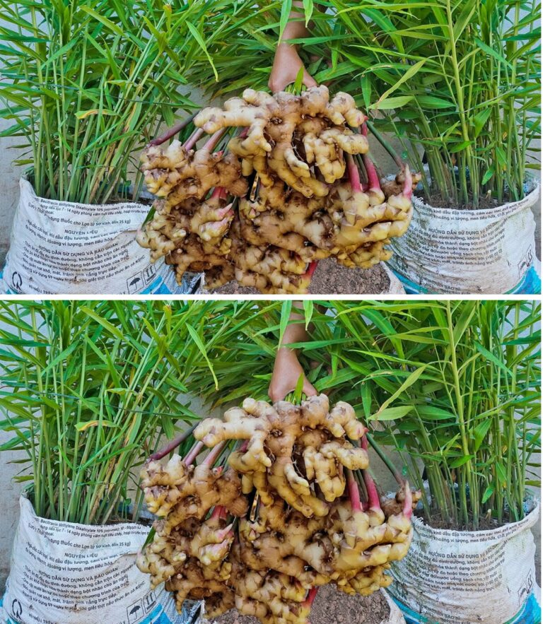 How to grow ginger at home: the simple and effective method