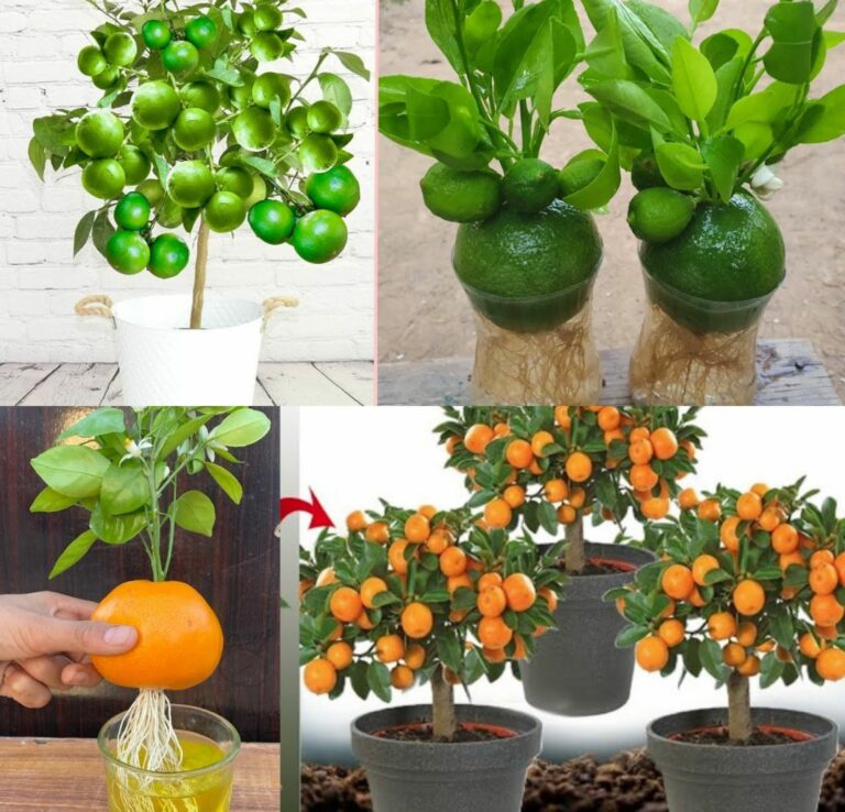 Unlocking the Secret to Growing Delicious Oranges from Seeds