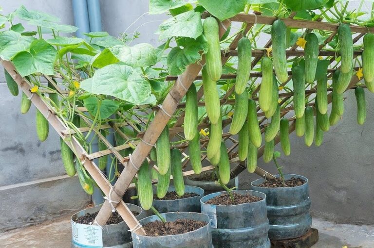 Cultivating Baby Cucumbers at Home in Containers