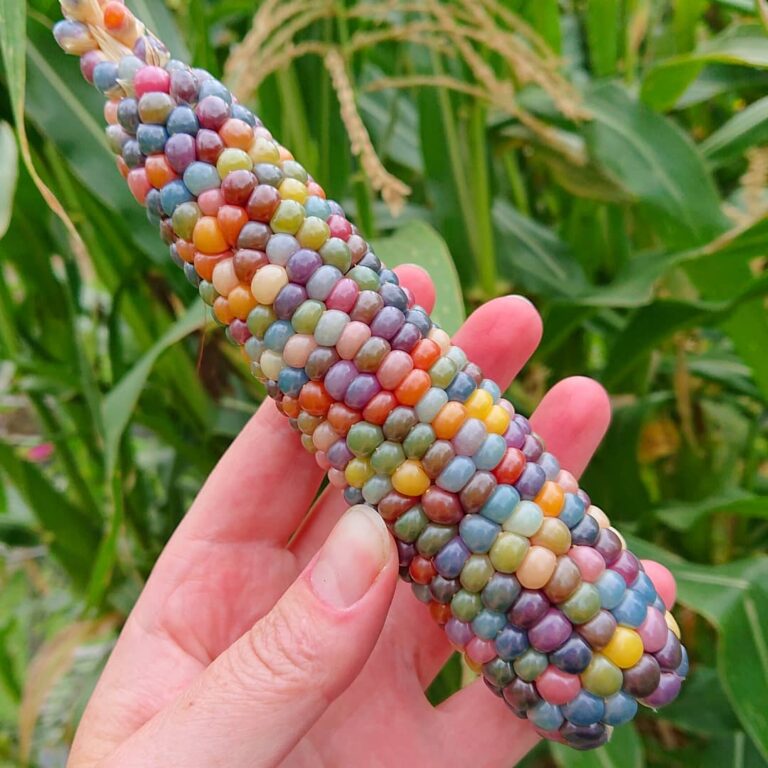 This is called ‘Glass Gem Corn’ and it’s the most beautiful corn in the world. Never heard of it? Here’s everything you need to know