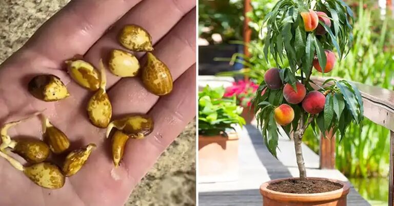 How to Grow a Peach Tree from Seed