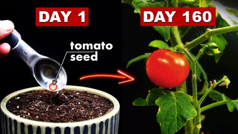 How to Grow Tomato From Seeds